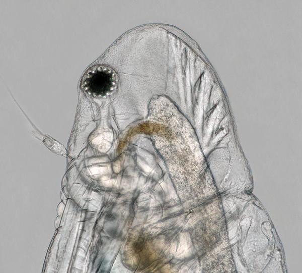 Photo of Diaphanosoma birgei by Ian Gardiner